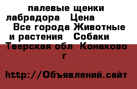 палевые щенки лабрадора › Цена ­ 30 000 - Все города Животные и растения » Собаки   . Тверская обл.,Конаково г.